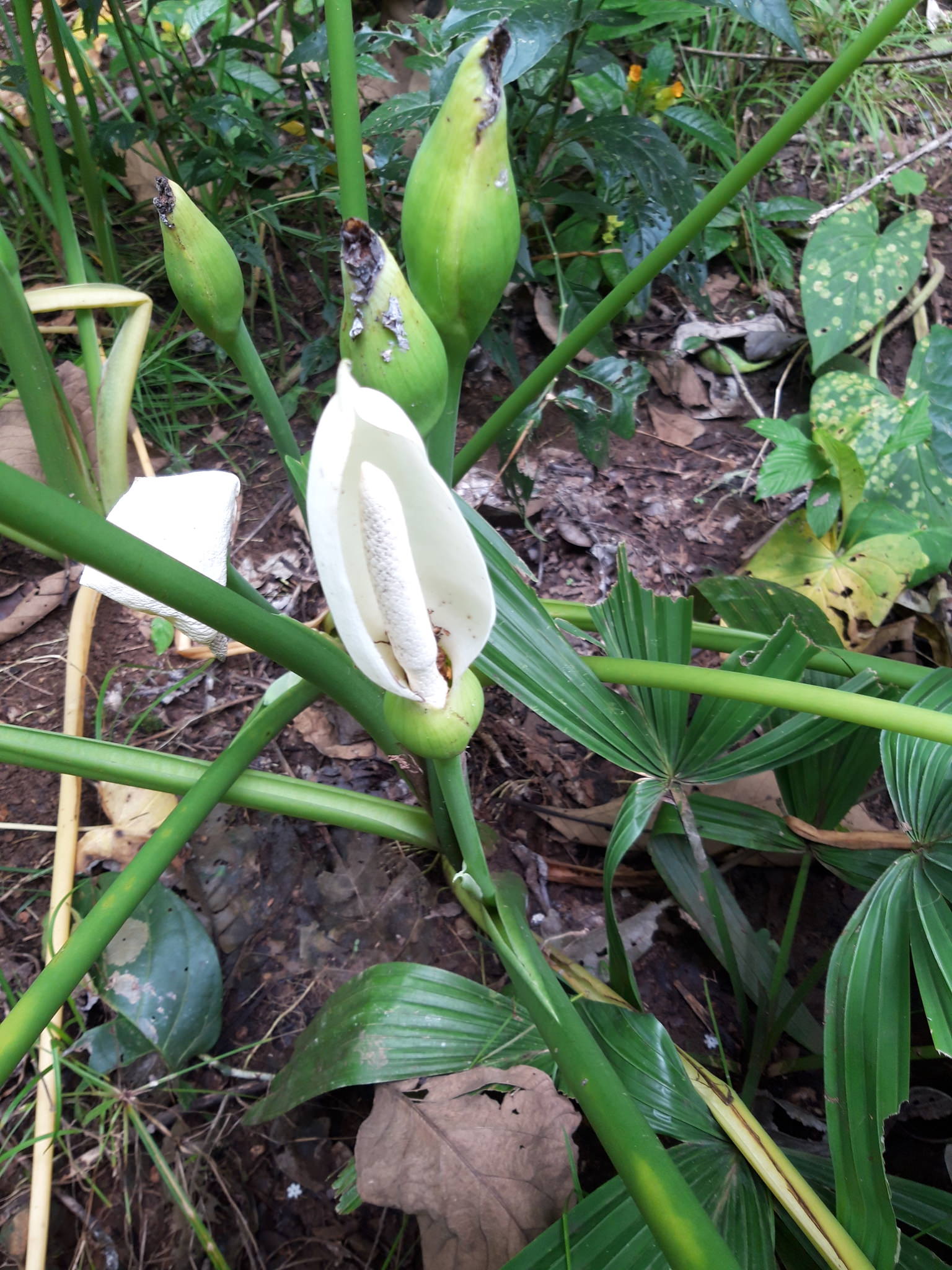 Xanthosoma sagittifolium